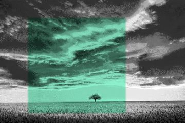 écoconception et numérique responsable - arbre seul sous les nuages